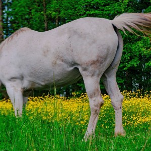Schimmel auf der Wiese